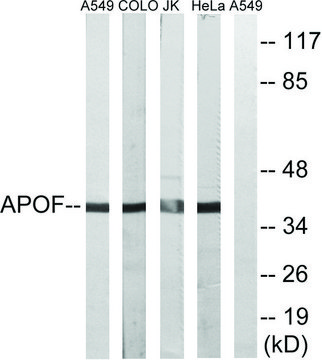 Anti-APOF antibody produced in rabbit affinity isolated antibody