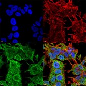 Monoclonal Anti-Glua1/Glur1 - Rpe antibody produced in mouse clone S355-1, purified immunoglobulin