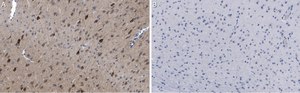 Anti-GluR1 Antibody, clone RH95 ZooMAb&#174; Mouse Monoclonal recombinant, expressed in HEK 293 cells