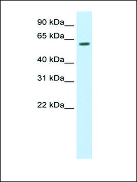 Anti-HDAC1 antibody produced in rabbit IgG fraction of antiserum