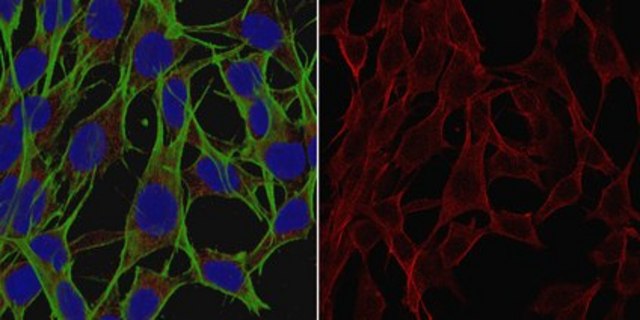 Anti-GPx4 Antibody, clone 1B4 clone 1B4, from rat