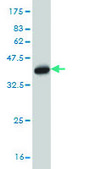 Monoclonal Anti-LZTFL1 antibody produced in mouse clone 7F6, purified immunoglobulin, buffered aqueous solution