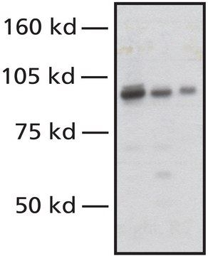 Anti-NBS1 (Nibrin), C-terminal antibody produced in rabbit affinity isolated antibody, buffered aqueous solution