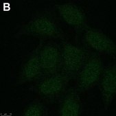 Anti-phospho-Chk1(Ser345) Antibody, clone 3D14 ZooMAb&#174; Rabbit Monoclonal recombinant, expressed in HEK 293 cells