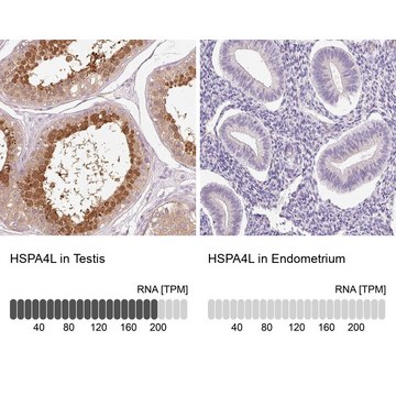 Anti-HSPA4L antibody produced in rabbit Prestige Antibodies&#174; Powered by Atlas Antibodies, affinity isolated antibody, buffered aqueous glycerol solution