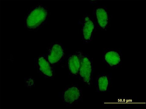 Anti-DMAP1 antibody produced in mouse purified immunoglobulin, buffered aqueous solution