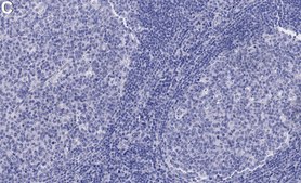 Anti-B7-H3/CD276 Antibody, clone 1D4 ZooMAb&#174; Rabbit Monoclonal recombinant, expressed in HEK 293 cells