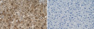 Anti-SOD1 Antibody, clone 1G13 ZooMAb&#174; Mouse Monoclonal recombinant, expressed in HEK 293 cells