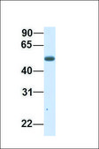 Anti-CHST2 antibody produced in rabbit affinity isolated antibody
