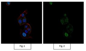 Anti-Sox9 Antibody, Alexa Fluor&#8482; 488 conjugate from rabbit, ALEXA FLUOR&#8482; 488