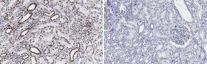 Anti-53BP1 Antibody, clone 1H16 ZooMAb&#174; Rabbit Monoclonal recombinant, expressed in HEK 293 cells