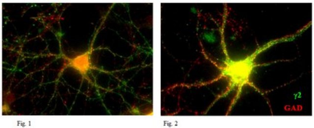 Anti-GABA(A) receptor subunit gamma-2 Antibody, clone 10F10-C1-B8 clone 10F10-C1-B8, from mouse