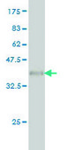 Monoclonal Anti-FMR1 antibody produced in mouse clone 2D4, purified immunoglobulin, buffered aqueous solution