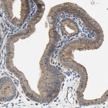 Anti-HILPDA antibody produced in rabbit Prestige Antibodies&#174; Powered by Atlas Antibodies, affinity isolated antibody, buffered aqueous glycerol solution