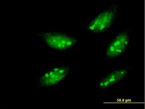 Monoclonal Anti-MEOX1 antibody produced in mouse clone 1A10, purified immunoglobulin, buffered aqueous solution