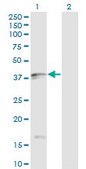 Monoclonal Anti-FASLG antibody produced in mouse clone 2G9-G8, purified immunoglobulin, buffered aqueous solution