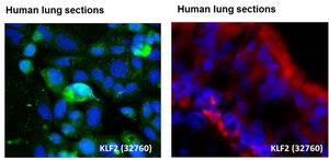 Anti-KLF2 affinity isolated antibody
