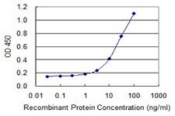 ANTI-BRAF antibody produced in mouse clone 4F4, purified immunoglobulin, buffered aqueous solution