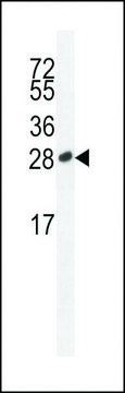 ANTI-ICOS(C-TERMINAL) antibody produced in rabbit IgG fraction of antiserum, buffered aqueous solution