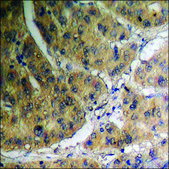 Anti-phospho-Amyloid &#946; A4 (pThr743/668) antibody produced in rabbit affinity isolated antibody