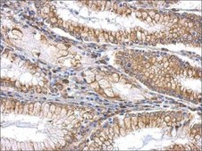 Anti-SLIT2 antibody produced in rabbit affinity isolated antibody, buffered aqueous solution