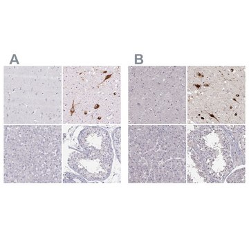 Anti-PMCH antibody produced in rabbit Prestige Antibodies&#174; Powered by Atlas Antibodies, affinity isolated antibody, buffered aqueous glycerol solution