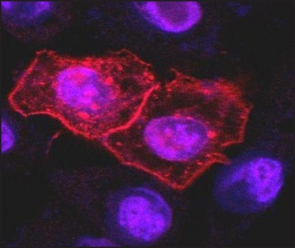 Anti-CD261, low endotoxin antibody, Mouse monoclonal clone DR-4-02, purified immunoglobulin, buffered aqueous solution