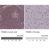 Anti-PSMB8 antibody produced in rabbit Prestige Antibodies&#174; Powered by Atlas Antibodies, affinity isolated antibody, buffered aqueous glycerol solution