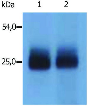 Anti-NTAL antibody produced in rabbit