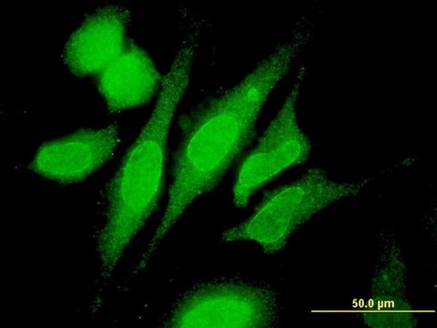 Monoclonal Anti-RNF180, (N-terminal) antibody produced in mouse clone 1C4, purified immunoglobulin, buffered aqueous solution