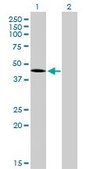 Monoclonal Anti-T antibody produced in mouse clone 5H8, purified immunoglobulin, buffered aqueous solution