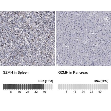 Anti-GZMH antibody produced in rabbit Prestige Antibodies&#174; Powered by Atlas Antibodies, affinity isolated antibody, buffered aqueous glycerol solution