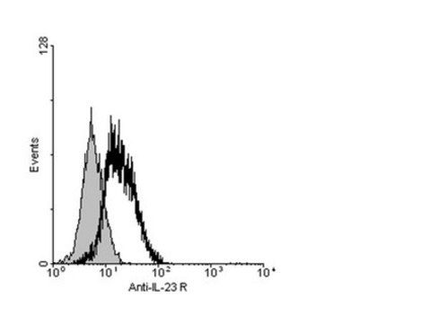 Anti-IL-23R Antibody, cytoplasmic from rabbit, purified by affinity chromatography