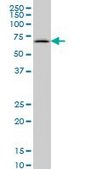 Monoclonal Anti-SYN1 antibody produced in mouse clone 4F6, purified immunoglobulin, buffered aqueous solution