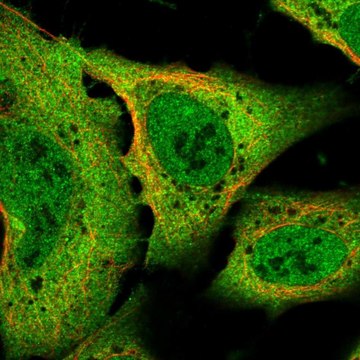 Anti-SLC8A1 antibody produced in rabbit Prestige Antibodies&#174; Powered by Atlas Antibodies, affinity isolated antibody