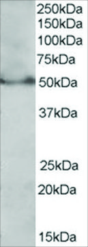 Anti-PPAR &#948; (Isoform 1) antibody produced in goat affinity isolated antibody, buffered aqueous solution