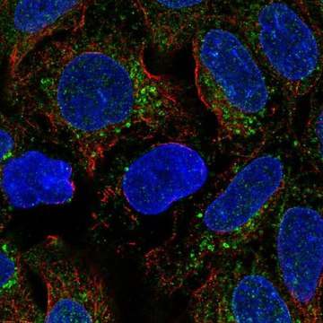 Anti-BMP2 antibody produced in rabbit Prestige Antibodies&#174; Powered by Atlas Antibodies, affinity isolated antibody