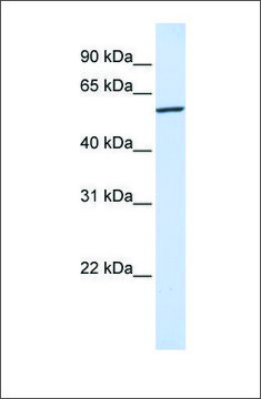 Anti-KPNA4 antibody produced in rabbit affinity isolated antibody