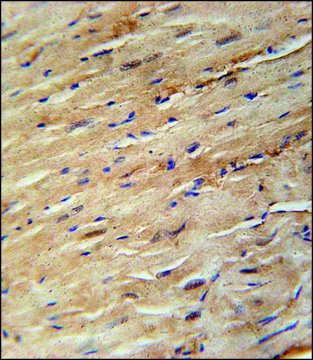 ANTI-KIF24 (N-TERM) antibody produced in rabbit IgG fraction of antiserum, buffered aqueous solution