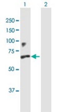 Anti-IFNAR1 antibody produced in mouse purified immunoglobulin, buffered aqueous solution