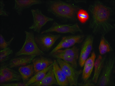 Anti-phospho-PTEN (pSer380/pThr382/pThr383) antibody produced in rabbit affinity isolated antibody