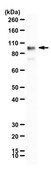 Anti-SCYL1 from rabbit, purified by affinity chromatography