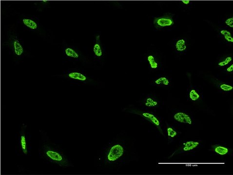 Monoclonal Anti-PKN1 antibody produced in mouse clone 1A4, purified immunoglobulin, buffered aqueous solution