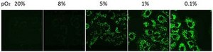 BioTracker 520 Green Hypoxia Dye Live cell imaging dye for hypoxia that increases in fluorescence intensity with decreasing oxygen levels.