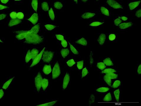 Anti-PSMD10 antibody produced in rabbit purified immunoglobulin, buffered aqueous solution