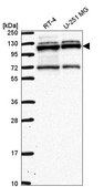 Anti-RBM15 antibody produced in rabbit Prestige Antibodies&#174; Powered by Atlas Antibodies, affinity isolated antibody