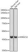 Anti-HMGCS2 antibody produced in rabbit