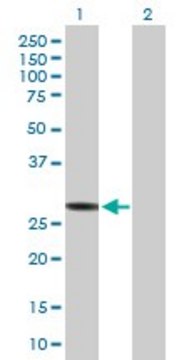 Anti-HLA-DRB3 antibody produced in mouse IgG fraction of antiserum, buffered aqueous solution