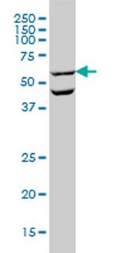 Anti-OCLN Mouse mAb (1G7) liquid, clone 1G7, Calbiochem&#174;