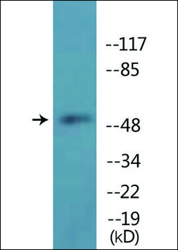 Anti-phospho-TUBA1/3/4 (pTyr272) antibody produced in rabbit affinity isolated antibody